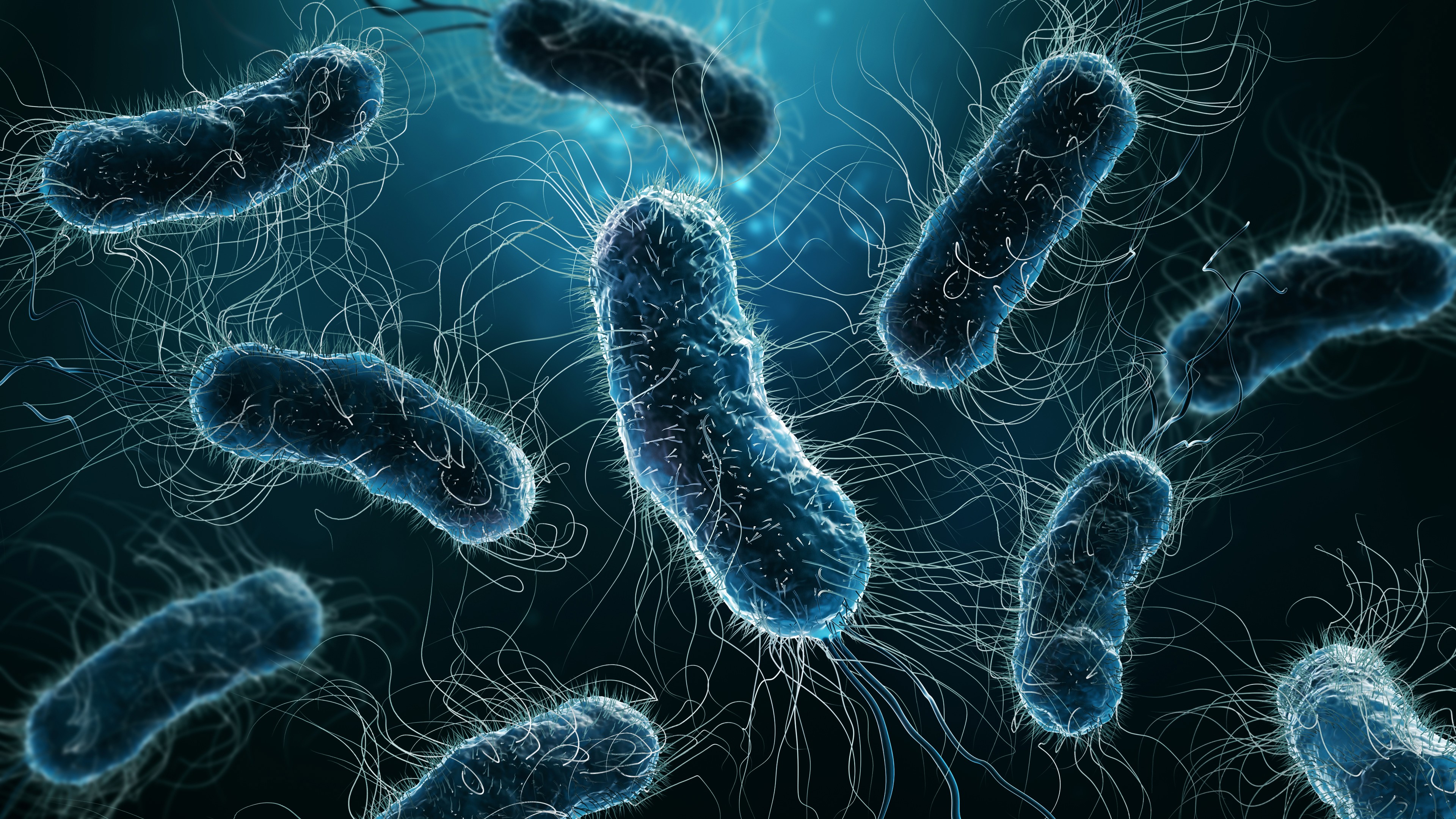 E.coli.jpg