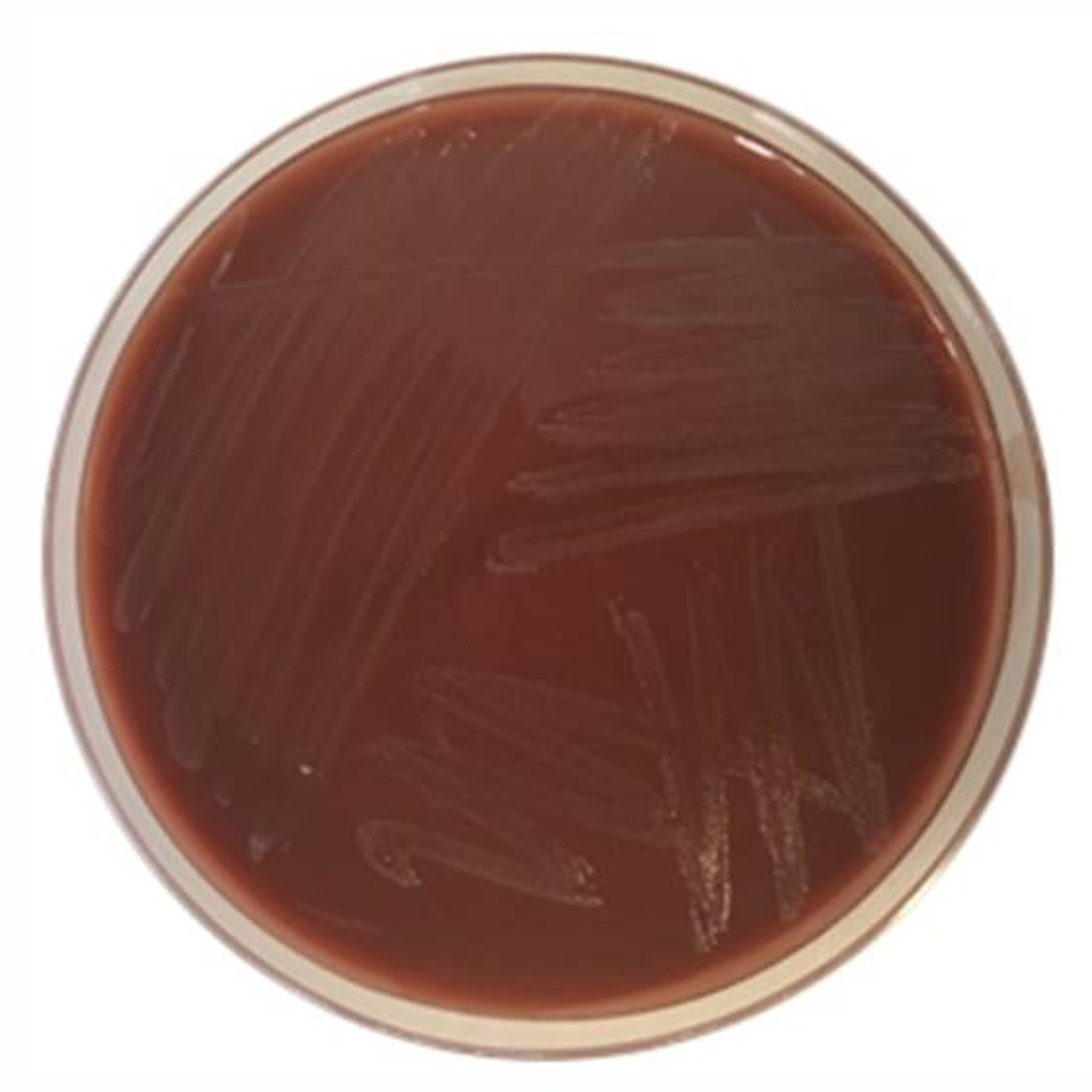 Schokoladen-Agar mit Polyvitex