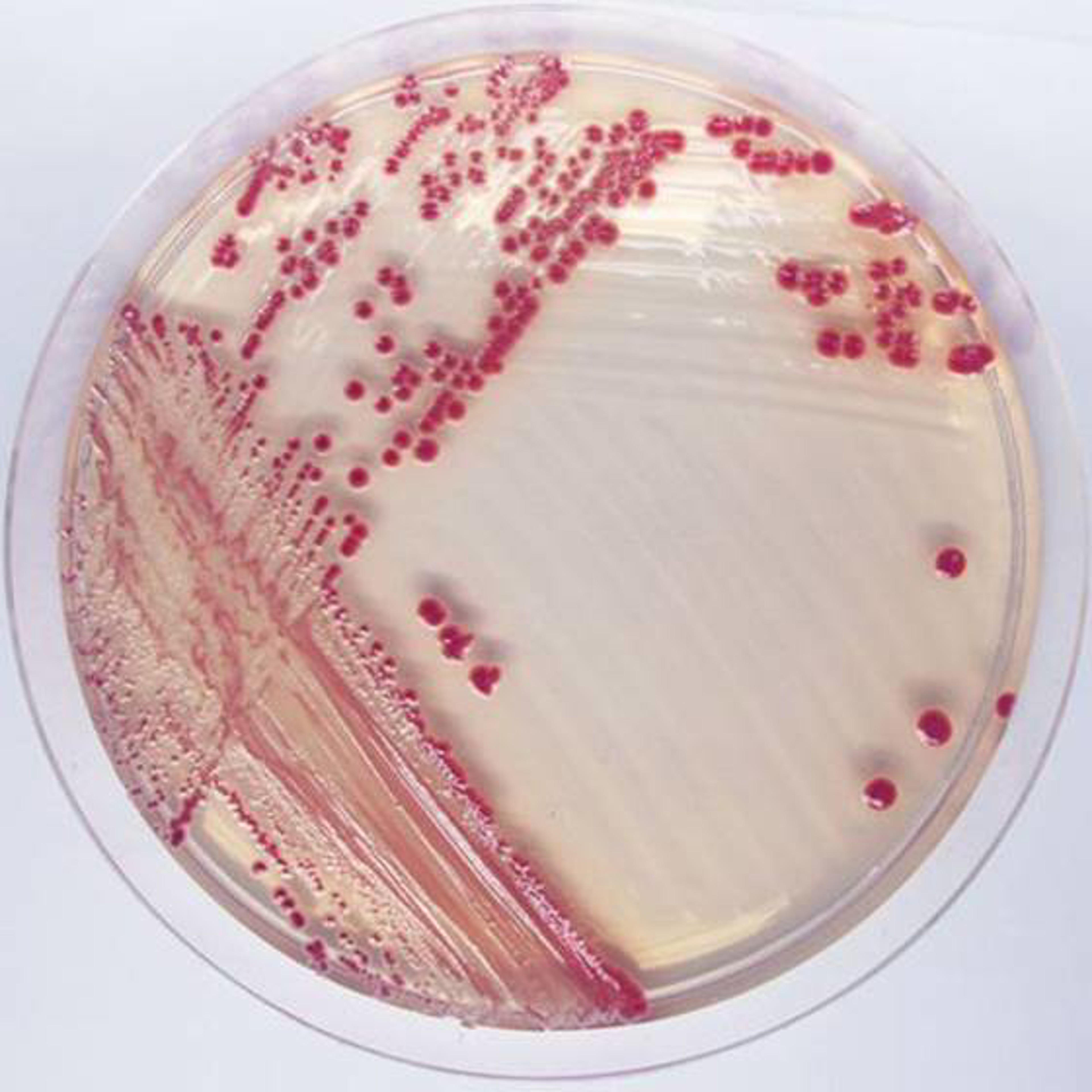 CHROMagar™ Acinetobacter für 5 Liter, inkl. Supplemente