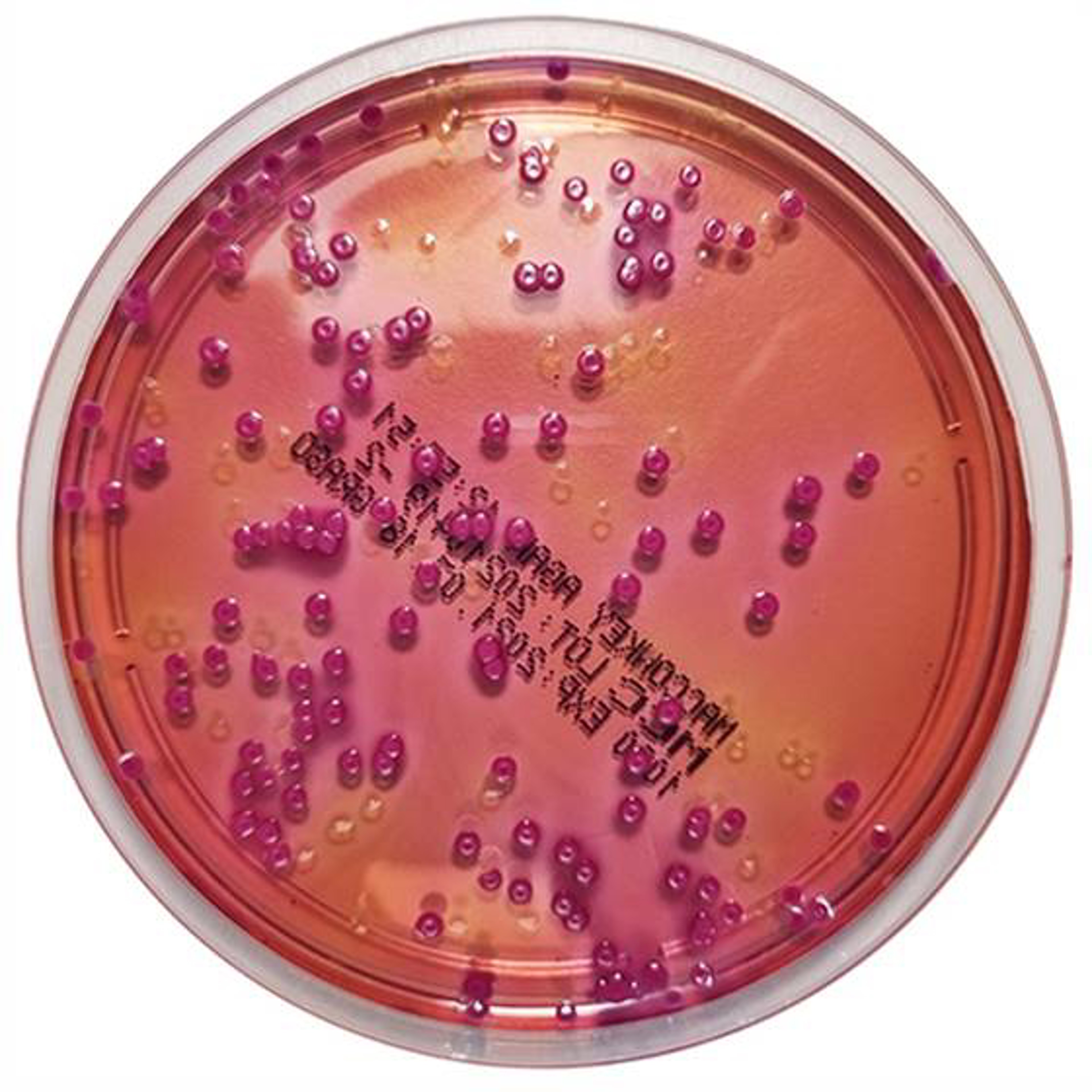 MacConkey-Agar mit Kristallviolett Fertigplatten