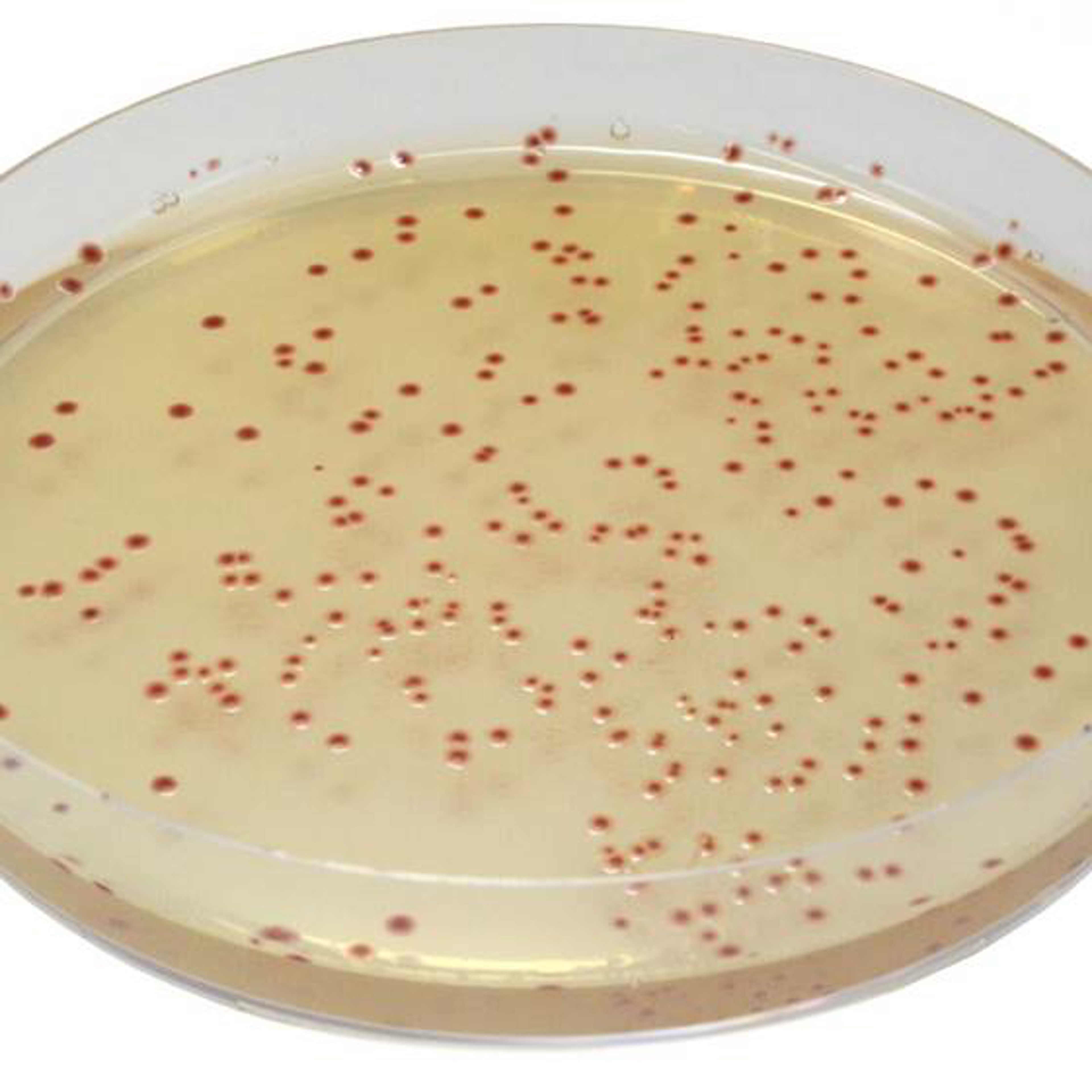 CHROMagar™ Campylobacter für 5 Liter, inkl. Supplement