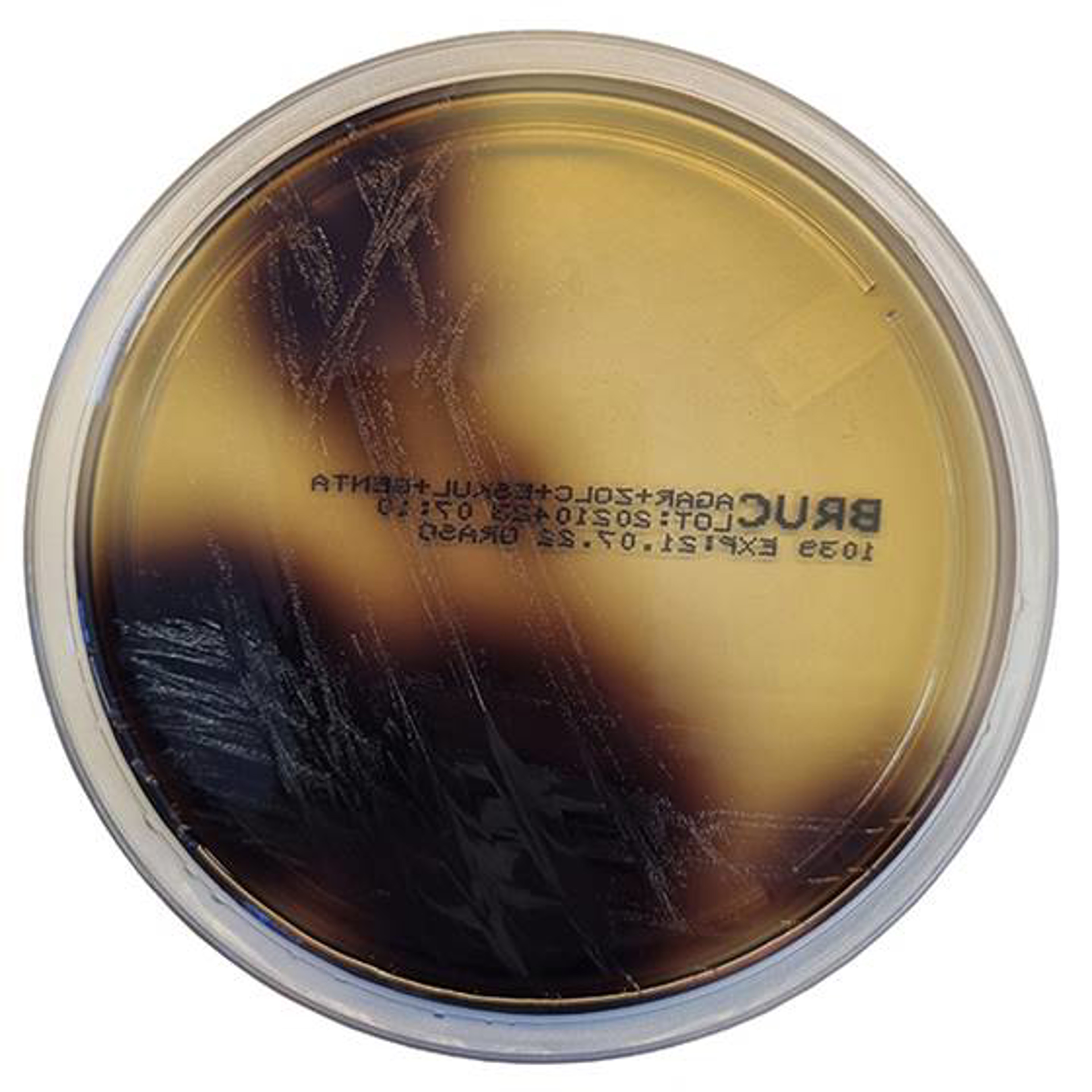 Galle-Aesculin-Gentamycin-Agar Fertigplatten