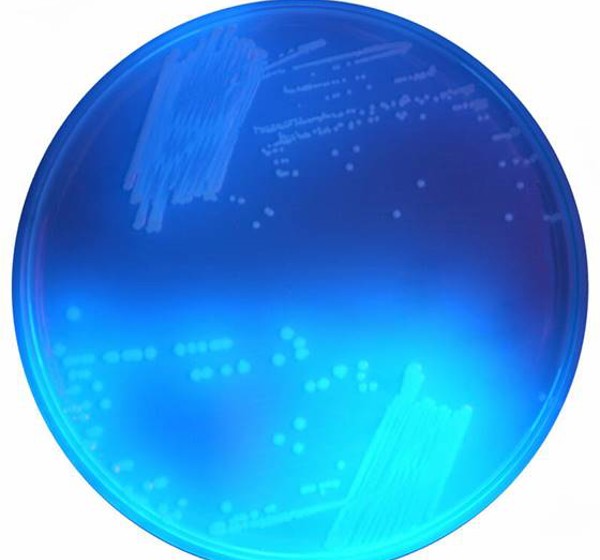 CD122