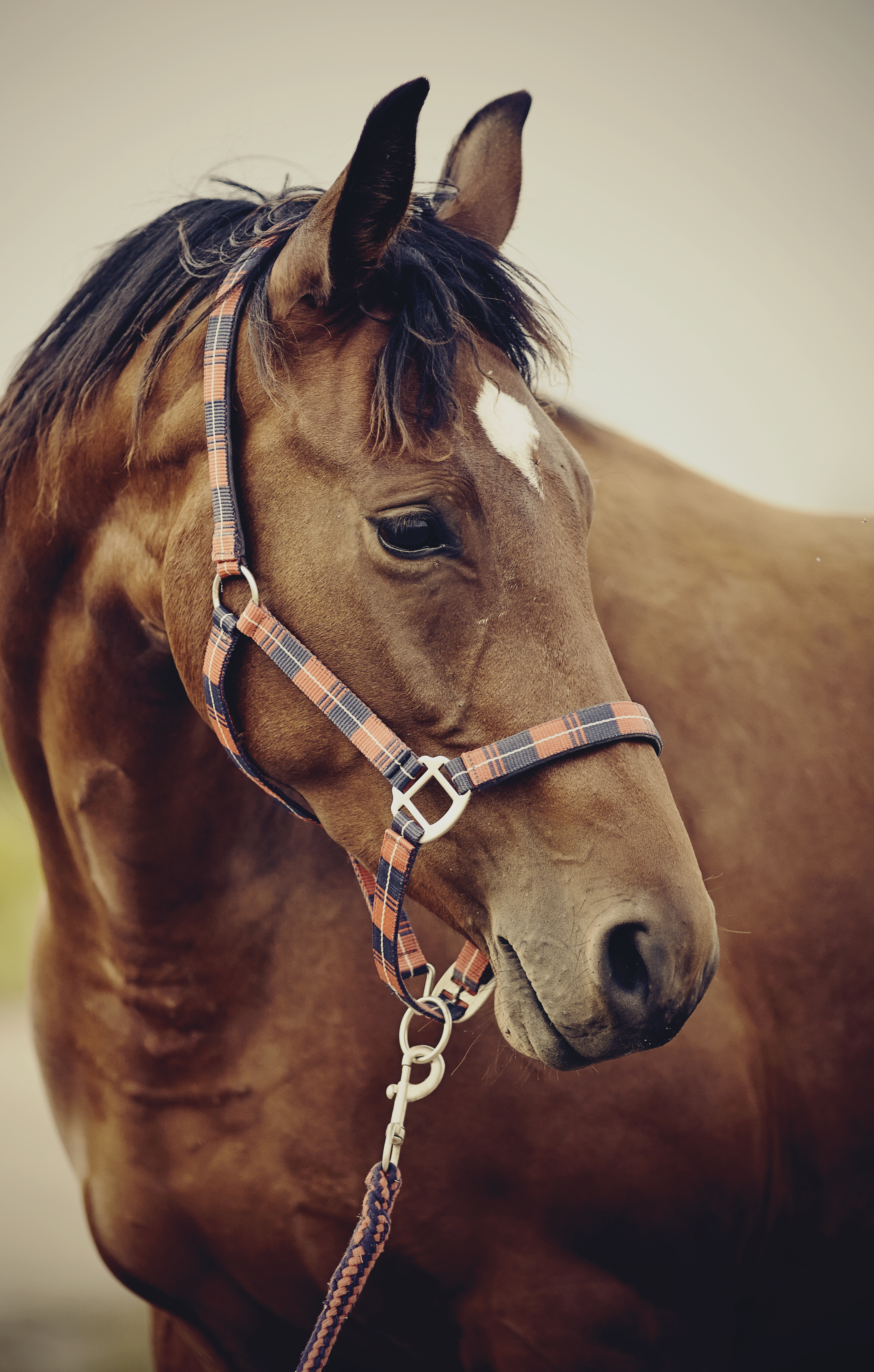 VET_AdobeStock_283375895.jpeg