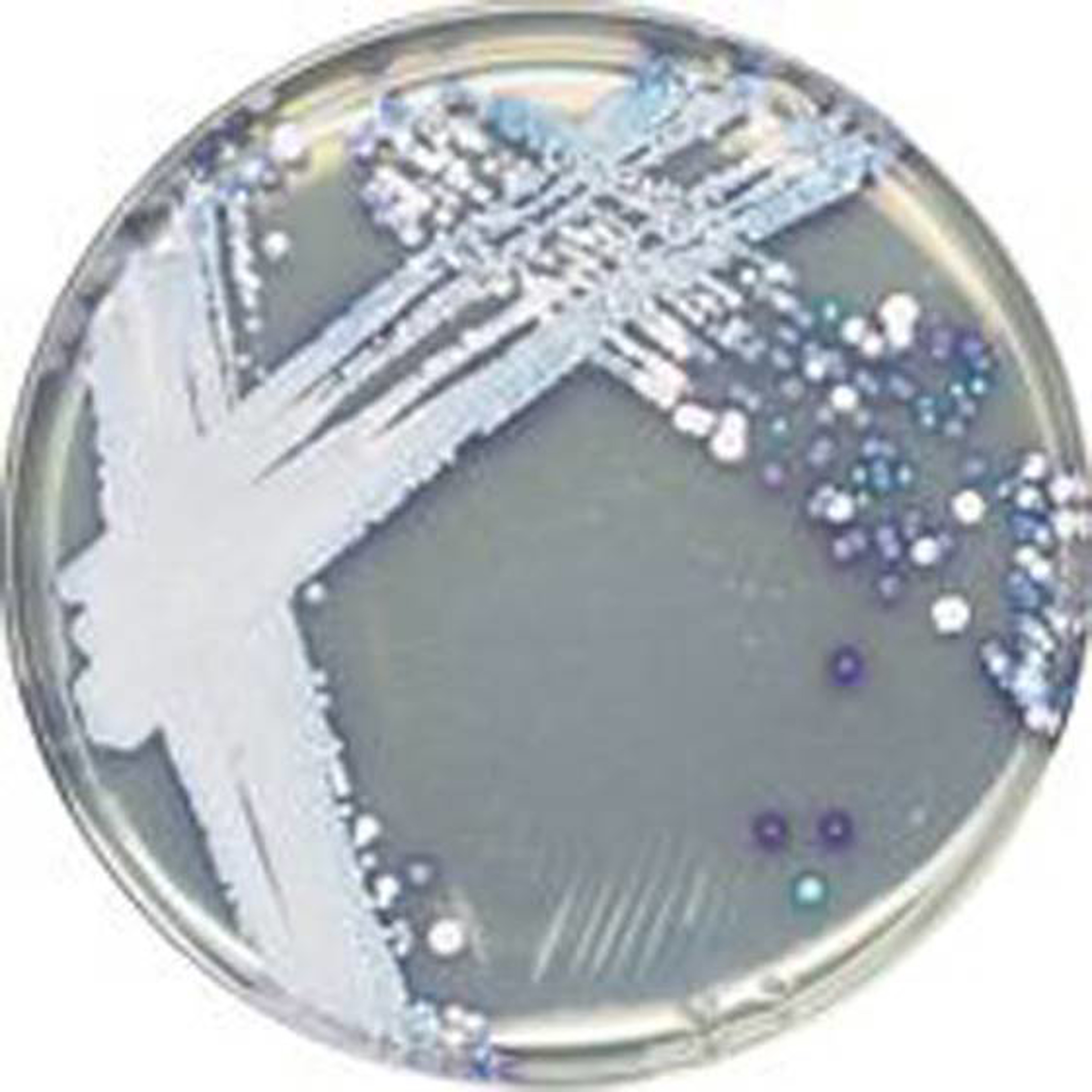 CHROMagar™ Candida 5 Liter