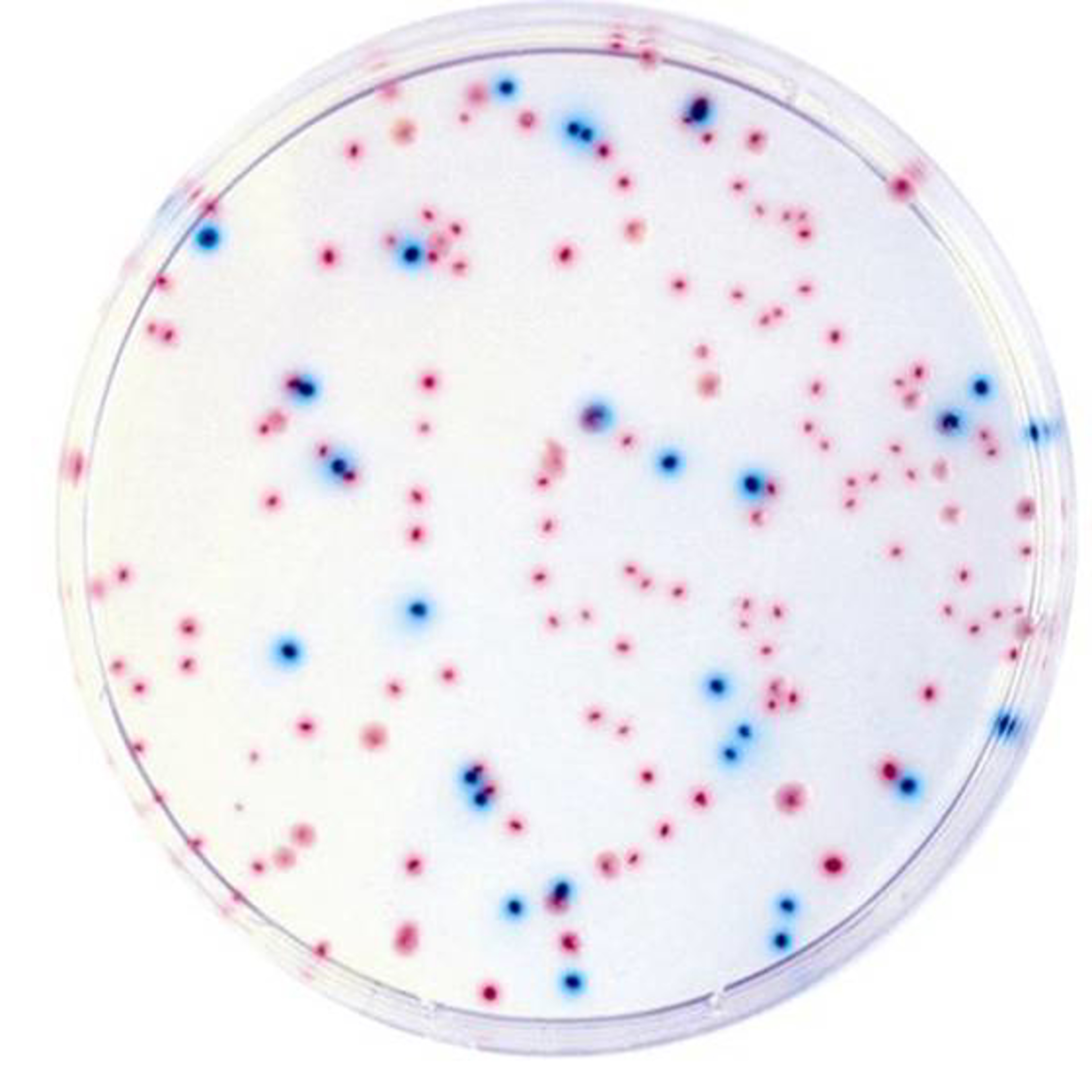 CHROMagar™ ECC, Fertigplatten
