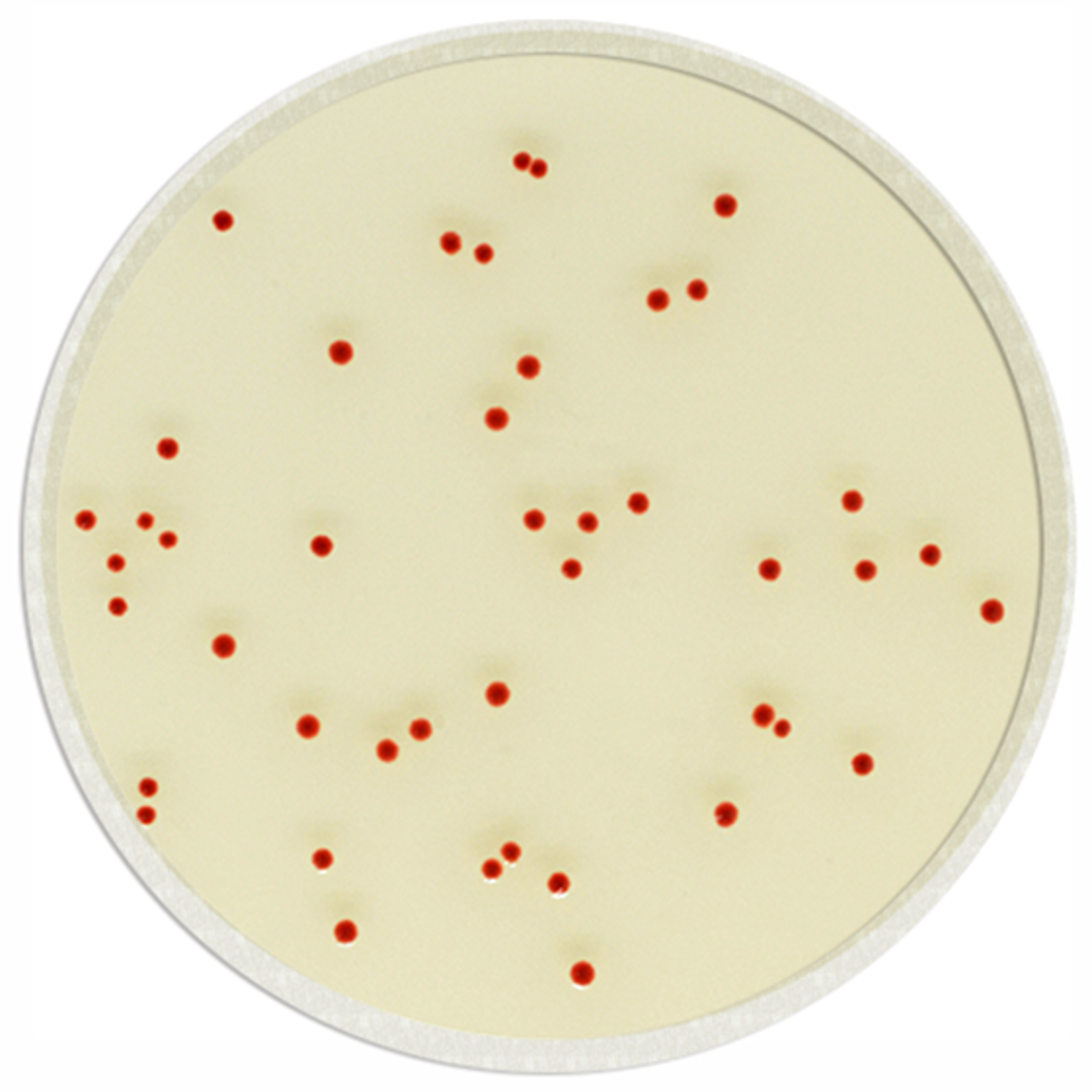CHROMagar™ Campylobacter Fertigplatten