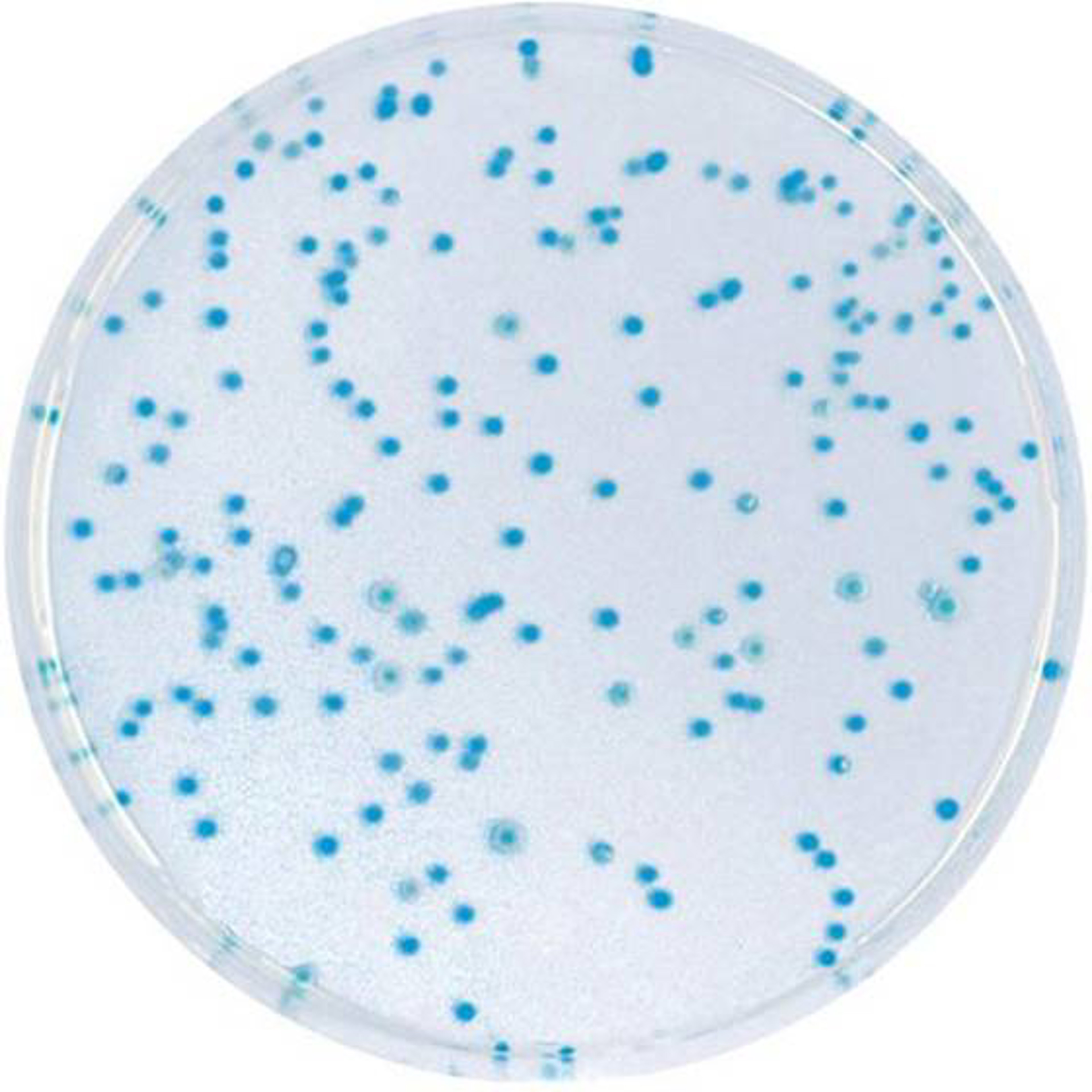 CHROMagar™ E.coli, 500 g, Pulver für ca 13,4 Liter Medium