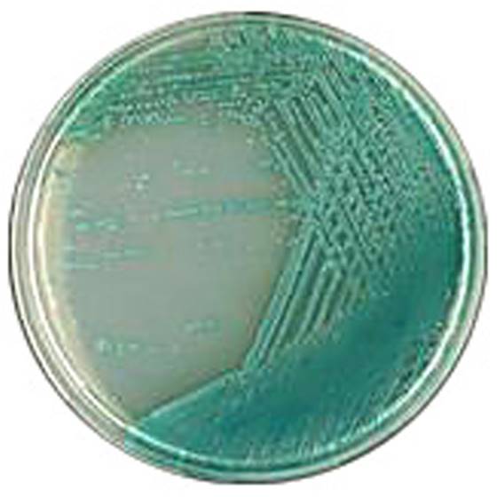 PS83-500G