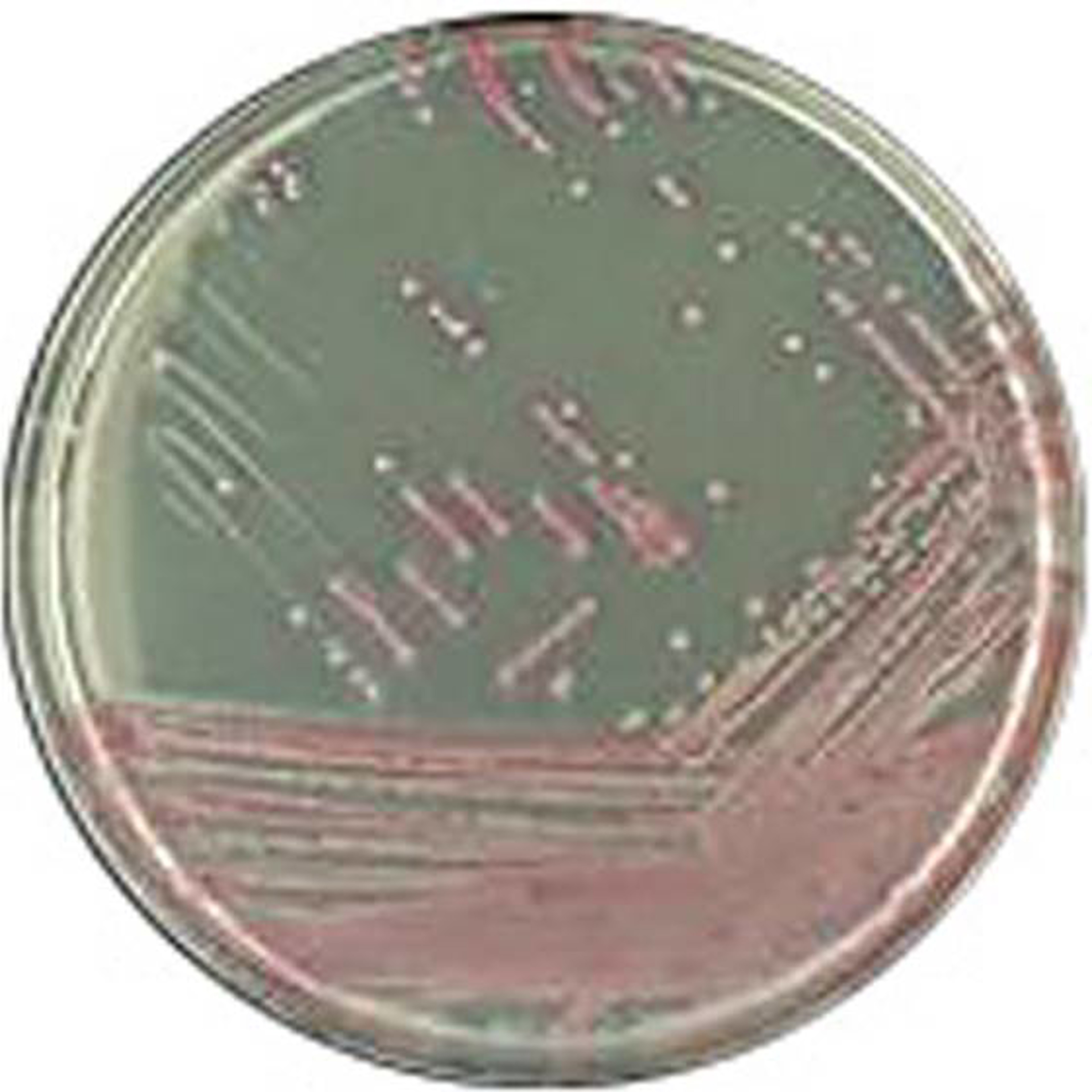 CHROMagar™ MRSA Fertigplatten