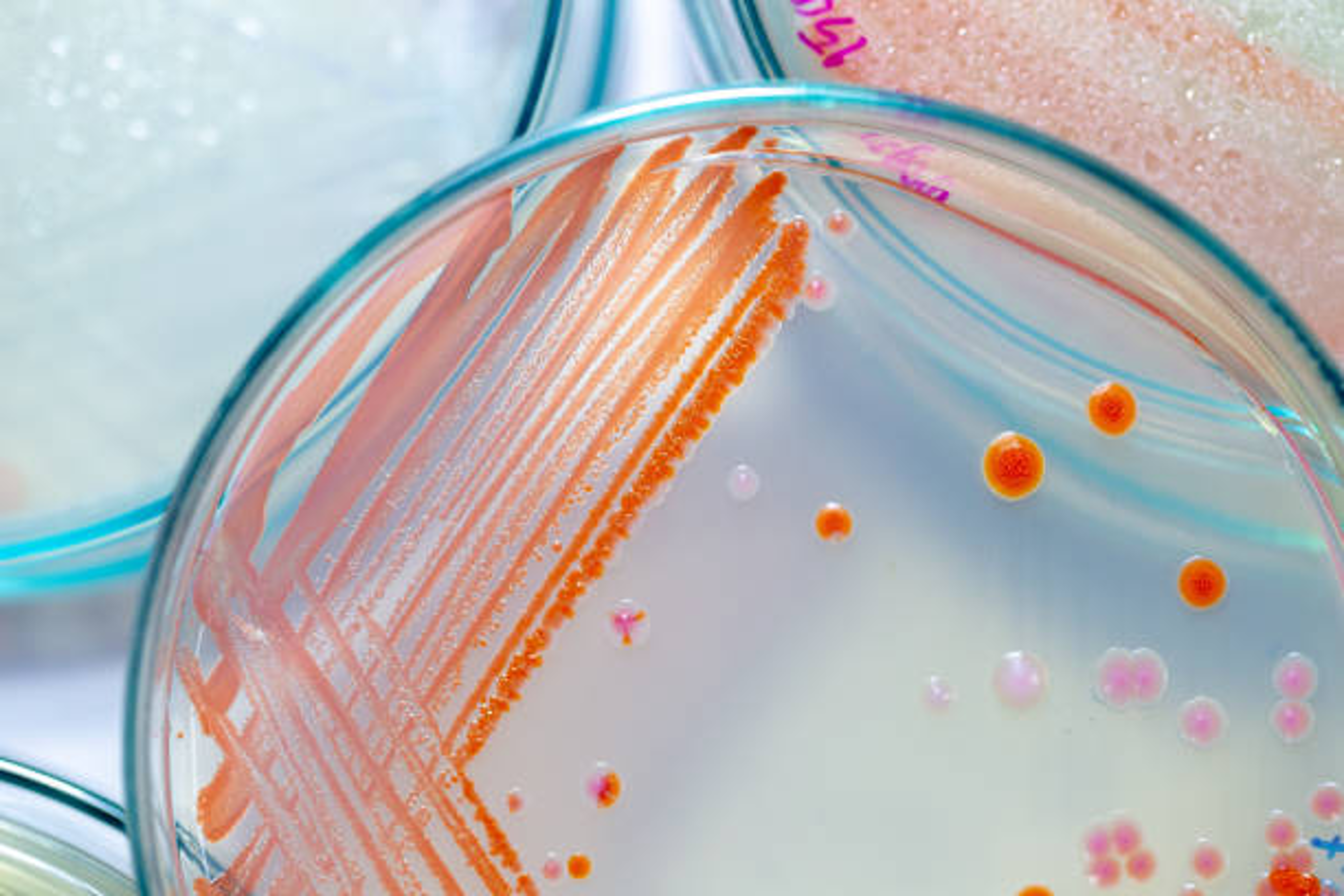 Microbiology.png
