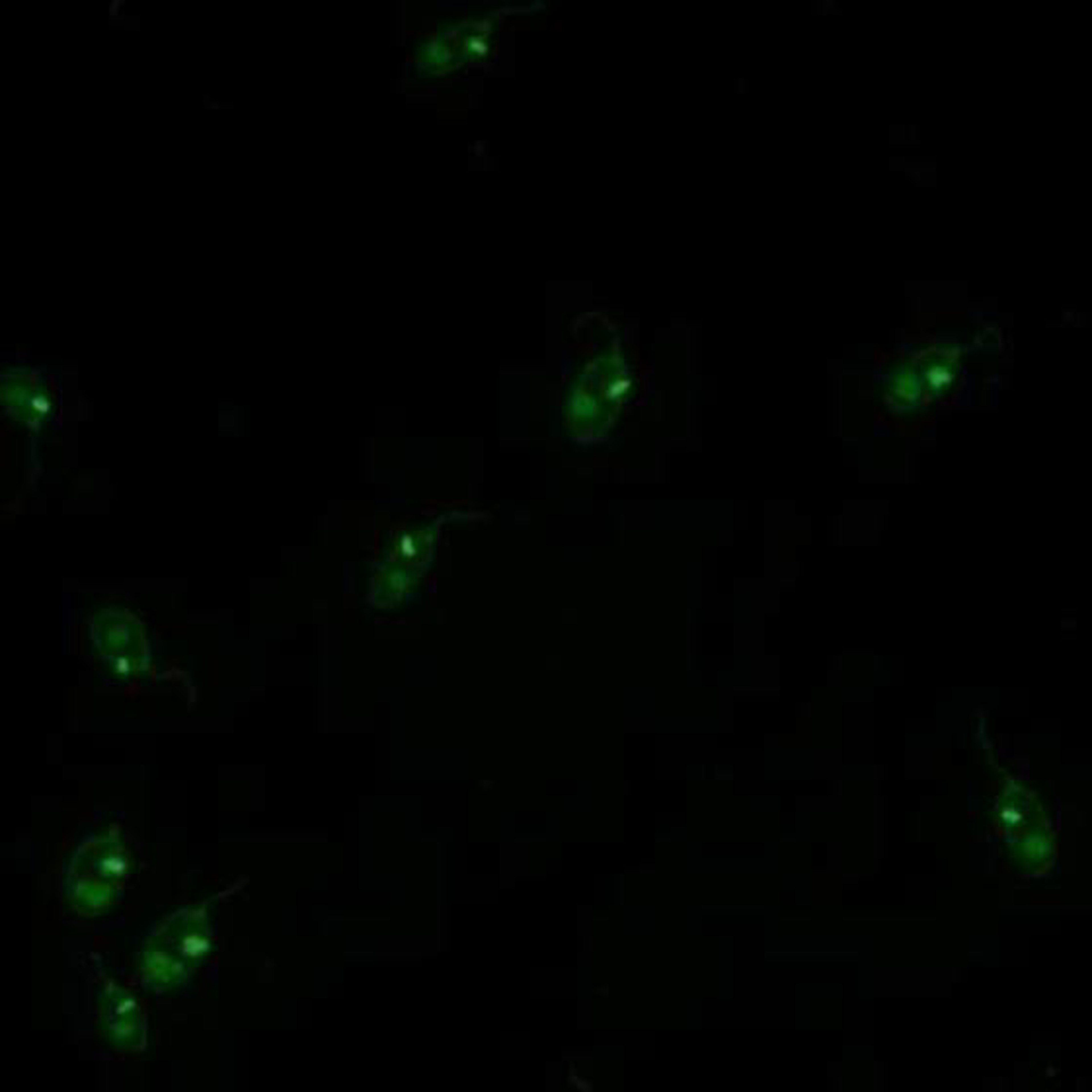IFT nDNA Crithidia luciliae