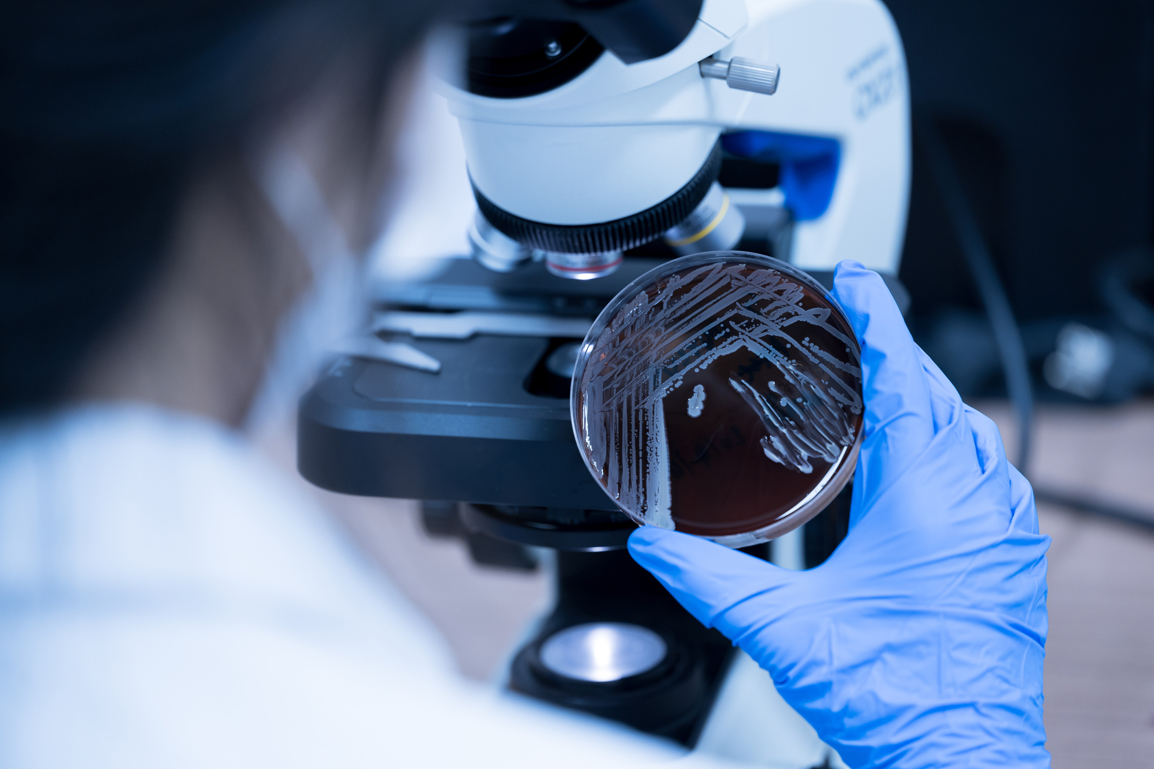 Chocolate microscope.png