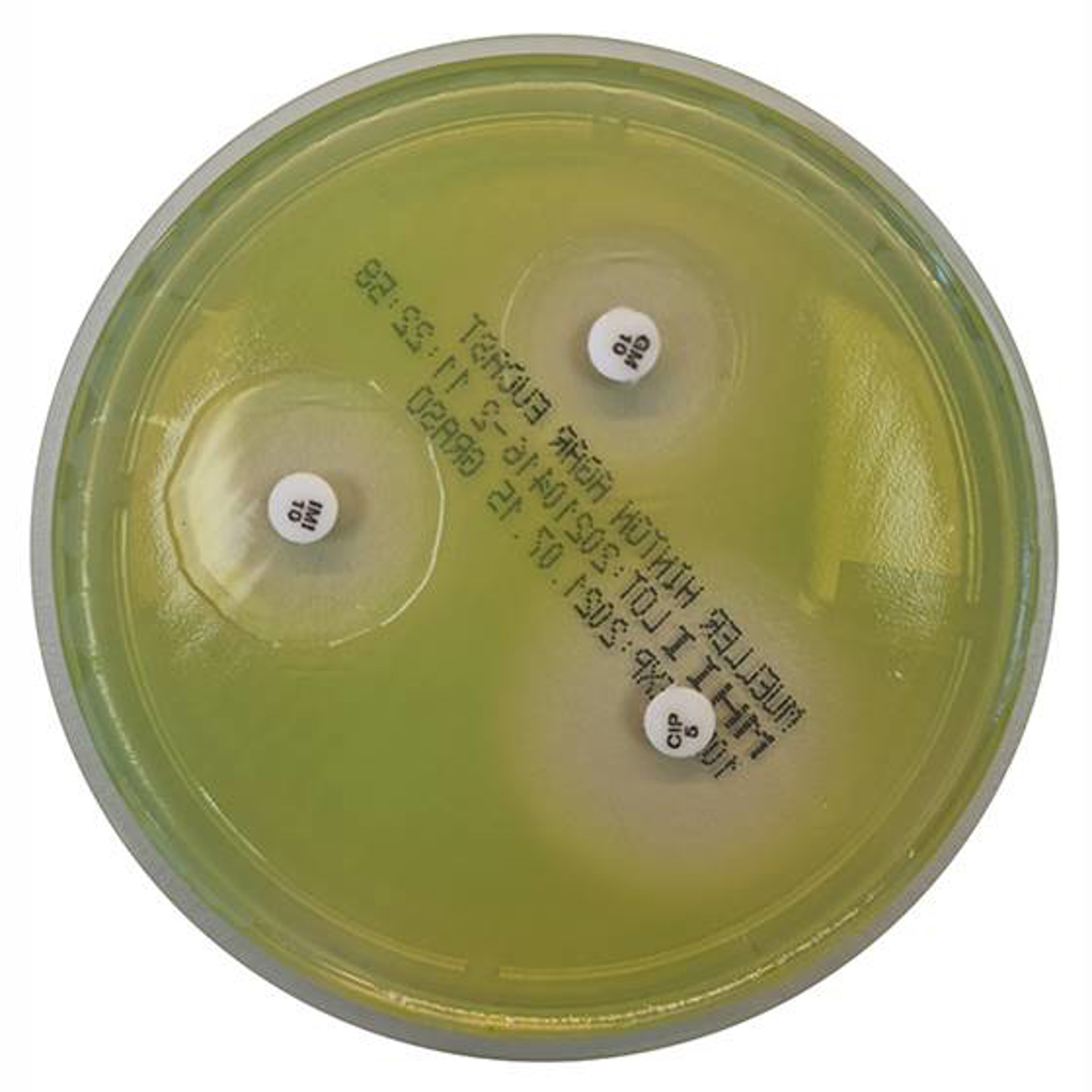 Mueller-Hinton-II-Agar