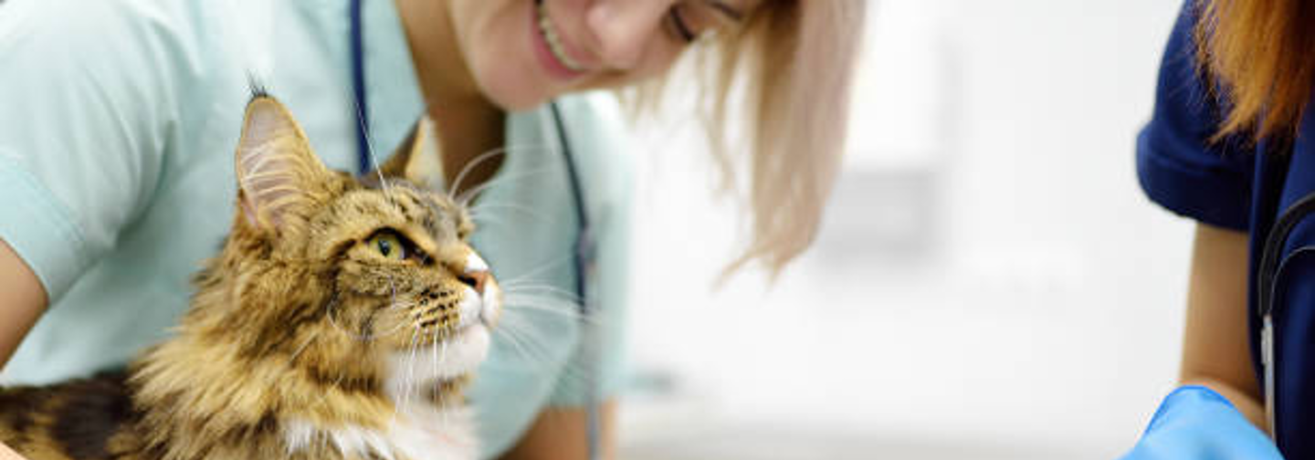Veterinary
