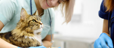 Veterinärdiagnostik