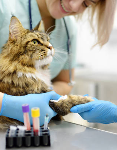 Veterinary