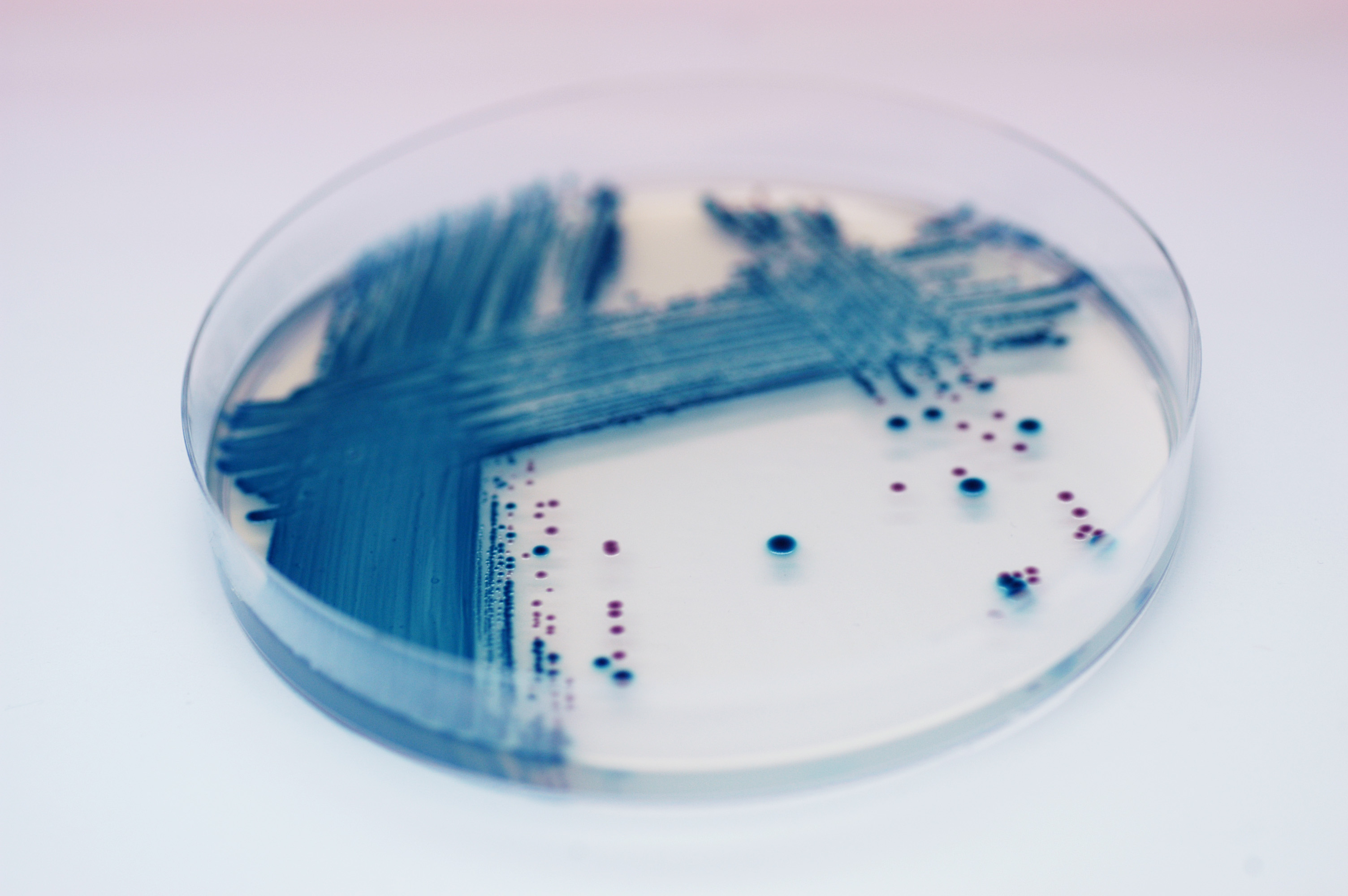 Chromogene Nährmedien - Trockennährmedien