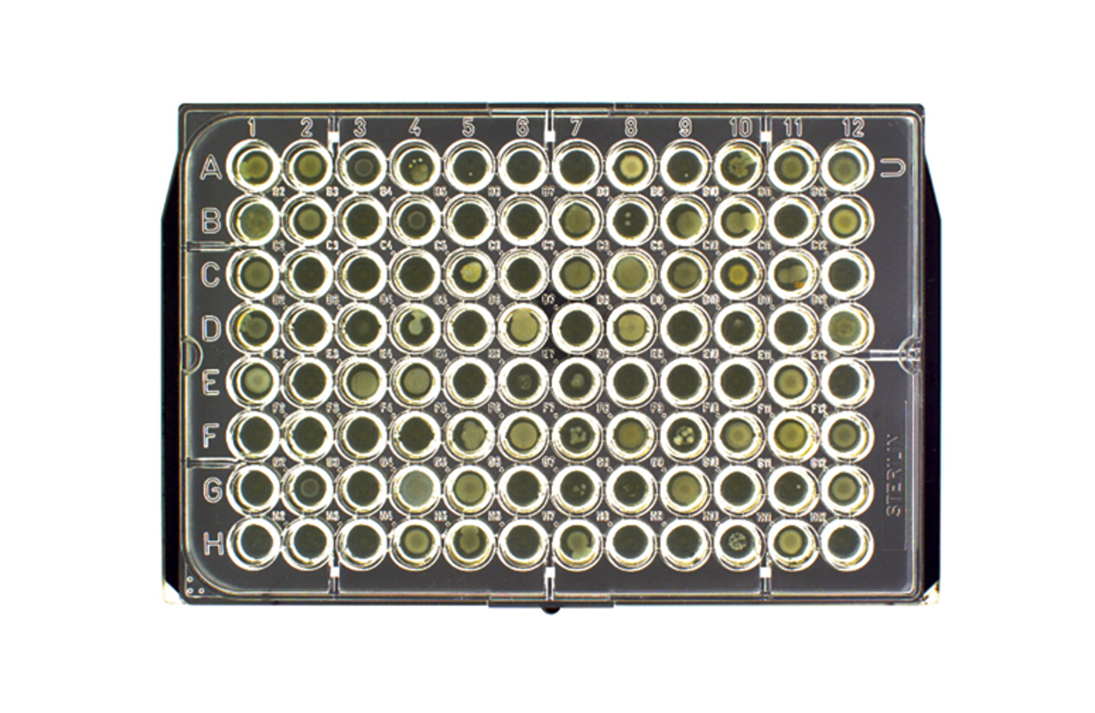Mast Uri Plates