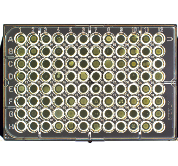 Mast Uri Plates